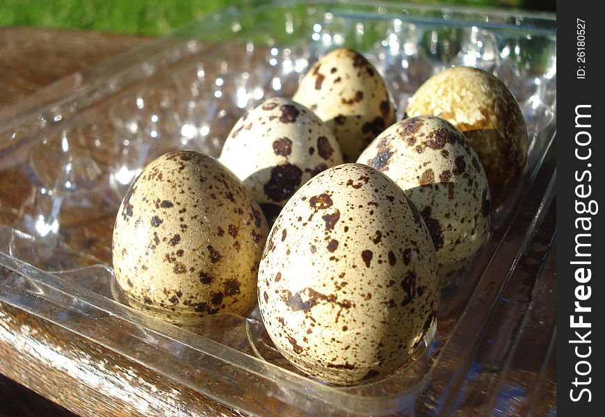 Six quail eggs in a molded case, outdoors on a wooden shelf