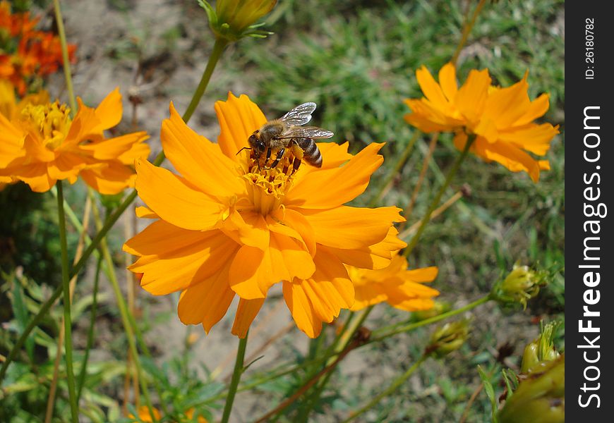 Bee on yellow cosmos flower