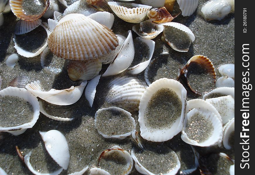 Shells in watery sand on the beach. Shells in watery sand on the beach