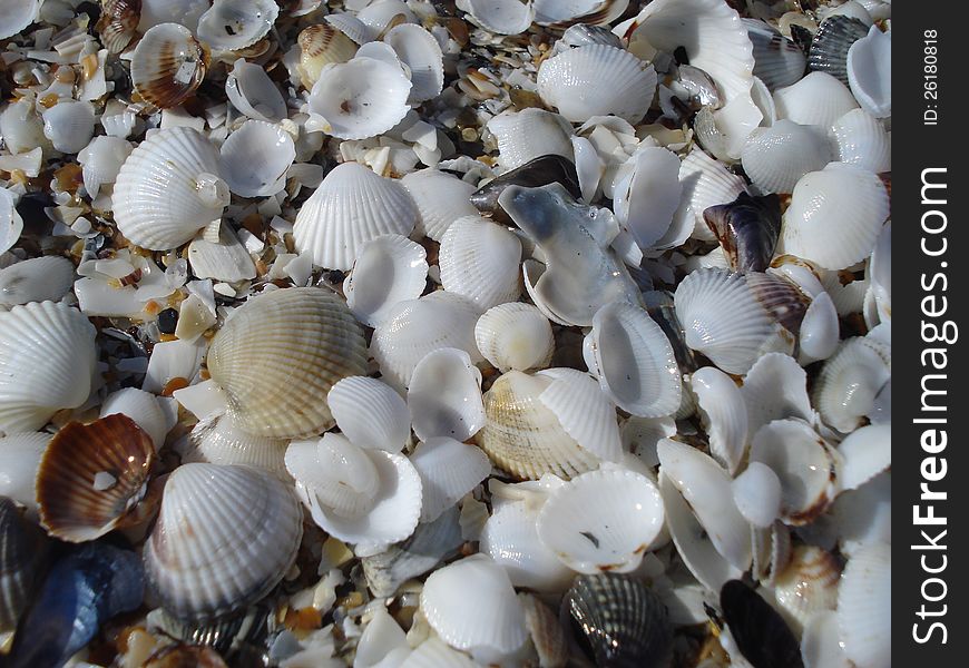 White shells on the beach