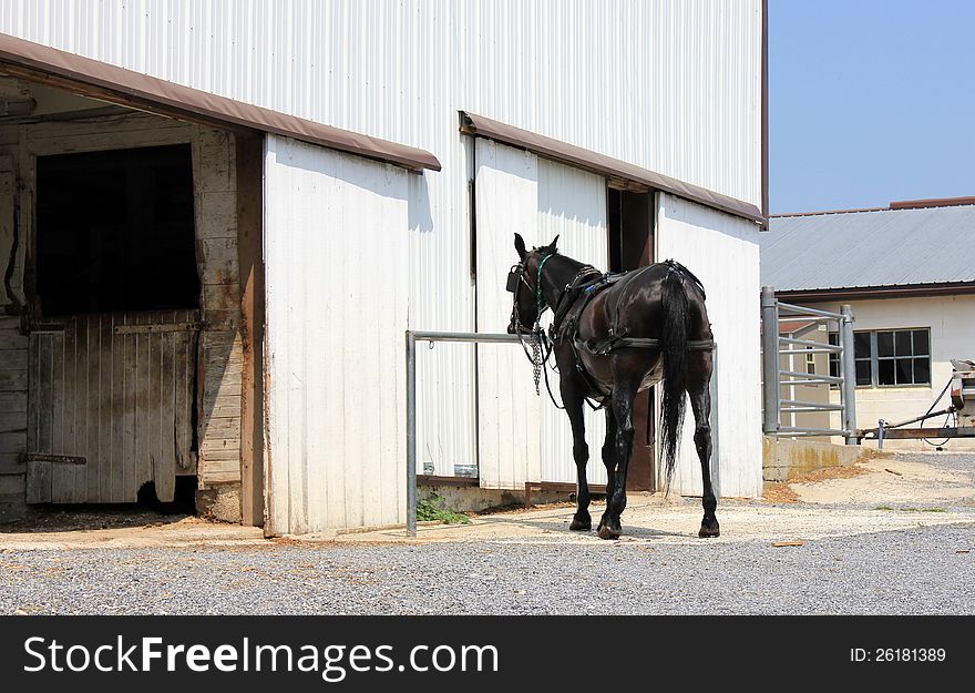 Pretty horse washed down and resting from it's recent buggy ride,standing outside an old barn. Pretty horse washed down and resting from it's recent buggy ride,standing outside an old barn.