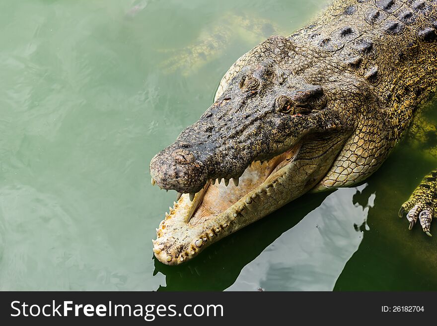 Large crocodiles in the water green.