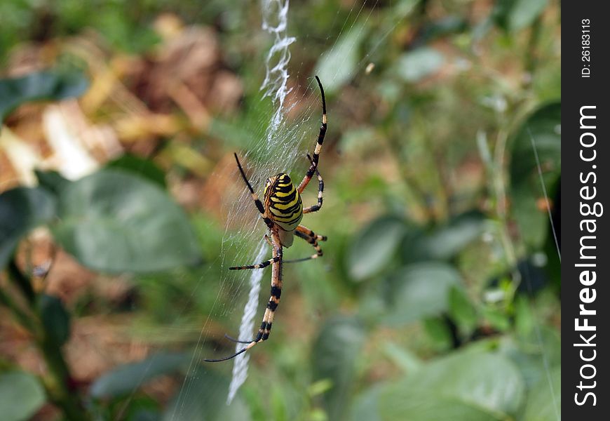 Wasp spider