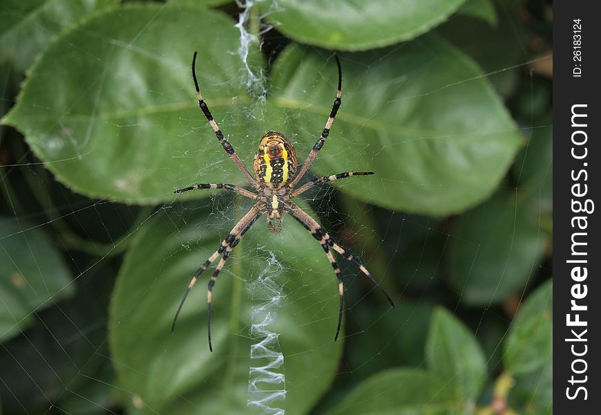 Wasp spider on rose leafs