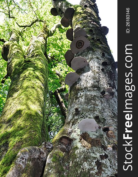 Tree-trunk with tree fungus grown-over