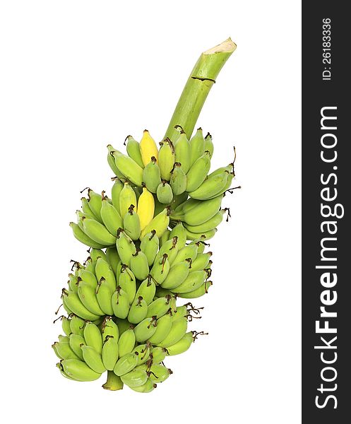 Close-Up Of Fresh Organic Green Banana Bunch at Farm Stock Photo by kjekol