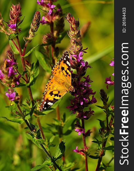 A painted lady butterfly, horizontally perched, feeding on flowers. A painted lady butterfly, horizontally perched, feeding on flowers.