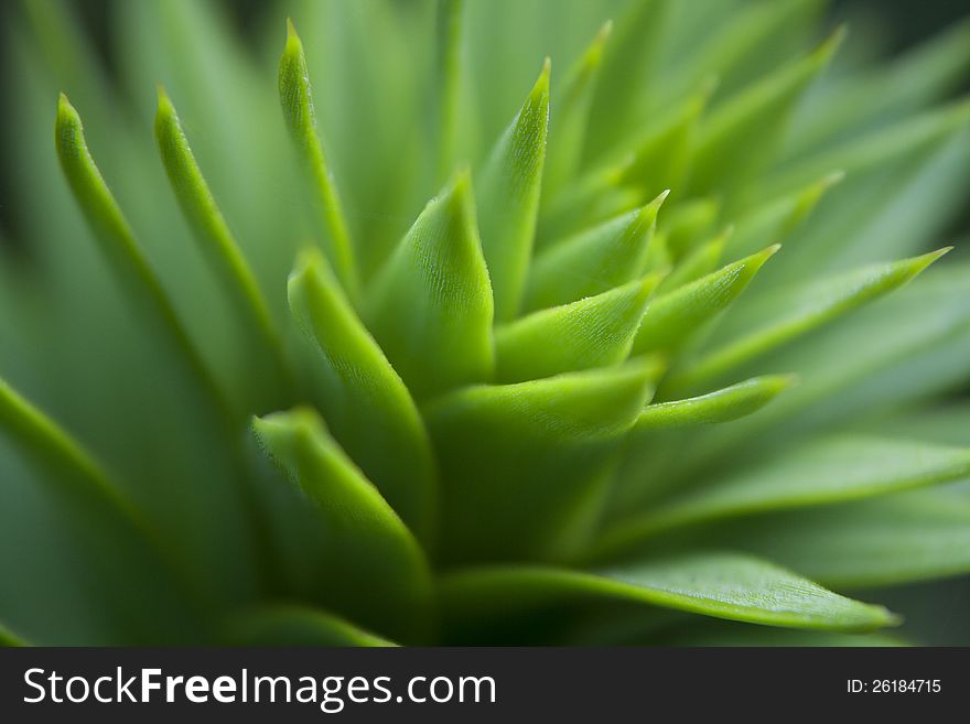 Close-up photograph of the leaves of a monkey puzzle tree ((Araucaria araucara)