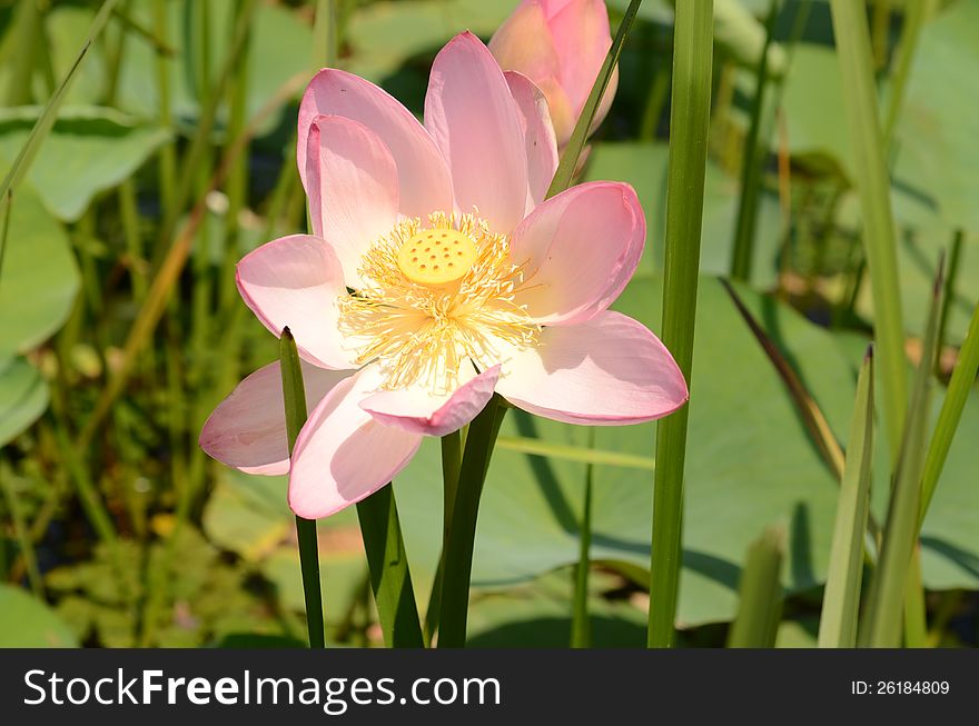 Pink lotus in a meadow on a river background