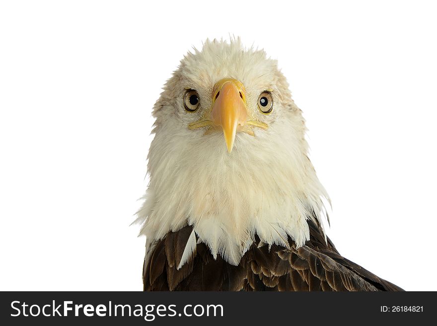Portrait of bald eagle isolated on a white background