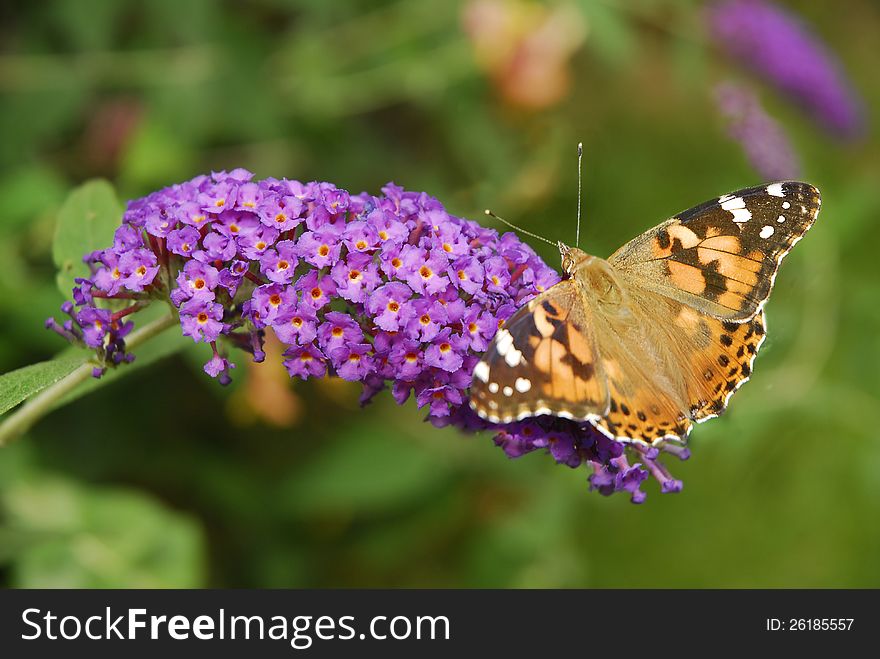 An American Lady Butterfly sits open winged on a Butterfly Bush Bloom. An American Lady Butterfly sits open winged on a Butterfly Bush Bloom.