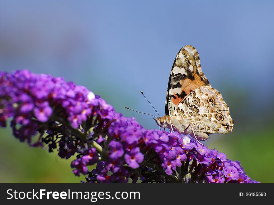 American Lady butterfly sits atop the purple bloom of a butterfly bush.