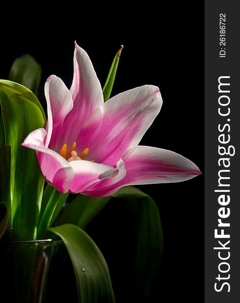 Pink tulip with green leaves on a black background