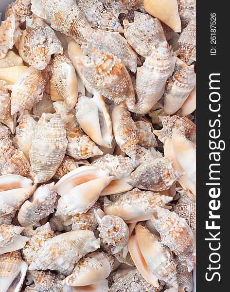A collection of nice seashells for backgrounds