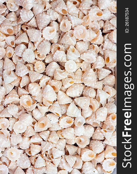 A collection of nice seashells for backgrounds