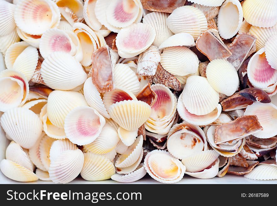 A collection of nice seashells for backgrounds