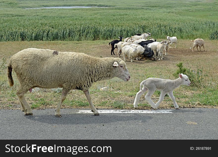 Sheep on autumn meadow near rusty forest. Sheep on autumn meadow near rusty forest