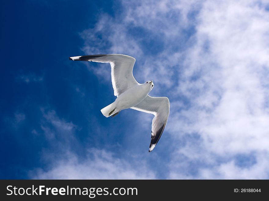 Flying seagull under blue sky