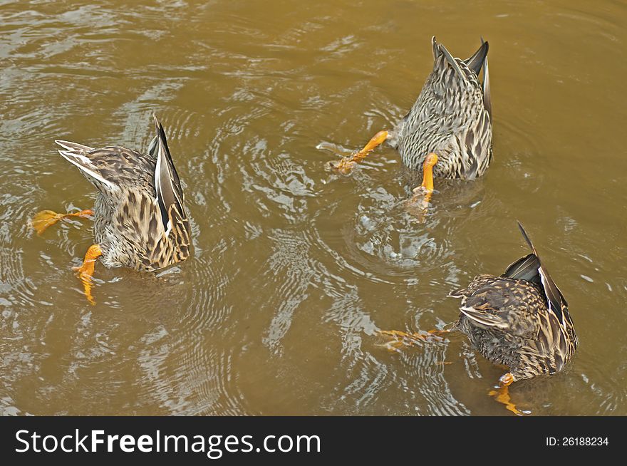 Three female Mallard Ducks feeding.