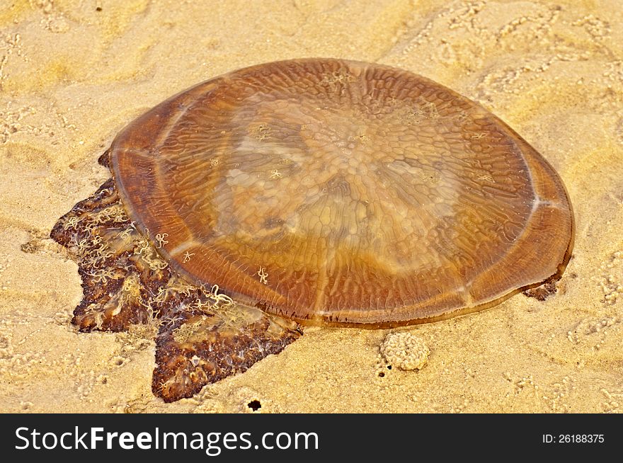 Danger Jellyfish On The Beach