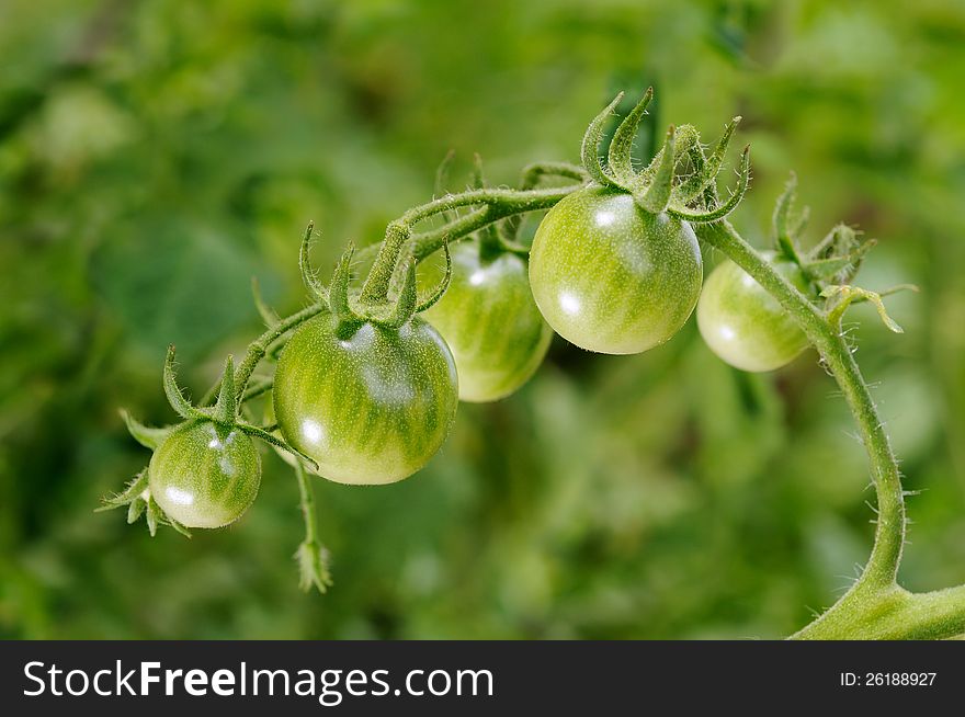 The branch of green unripe tomatoes. Selective focus. The branch of green unripe tomatoes. Selective focus