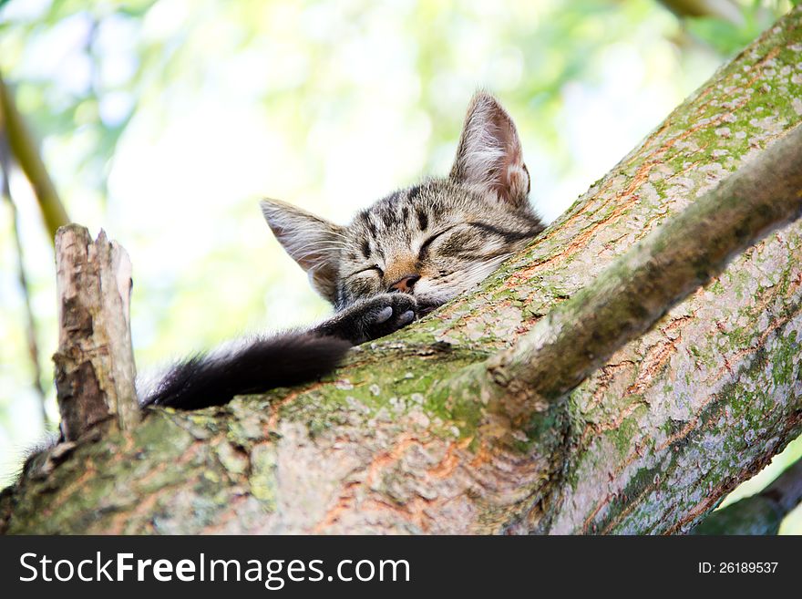 Young cat sleeping on a tree. Young cat sleeping on a tree.