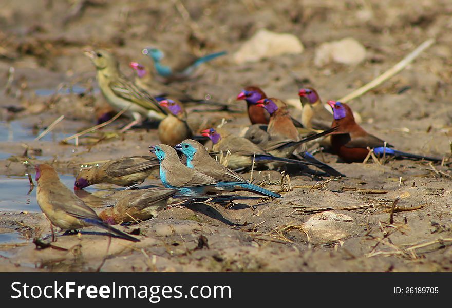 Blue And Violet Wings Over Africa