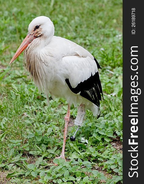 The white stork with a prosthetic leg. The white stork with a prosthetic leg.