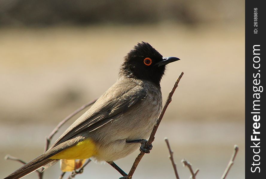 African Redeyed Bulbul perched on a branch on a game ranch in Namibia, Africa. African Redeyed Bulbul perched on a branch on a game ranch in Namibia, Africa.