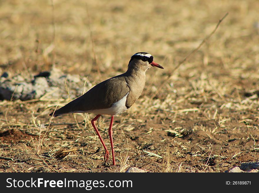 Crowned Plover - African feathered paint