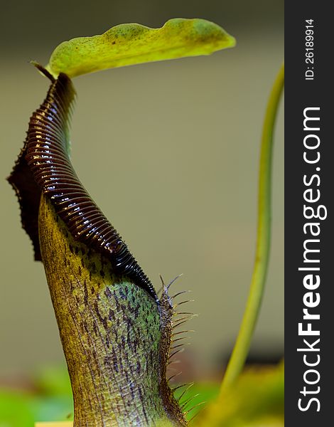 Carnivorous plant Nepenthes family, with beautifully educated pitcher. Carnivorous plant Nepenthes family, with beautifully educated pitcher.