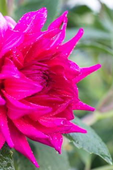 Photo Of Garden Flowers Peony Royalty Free Stock Photos Photo Of Garden Flowers Peony Royalty Free Stock Photos