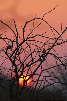 African Bush Sunset - Red Gold Warmth Royalty Free Stock Image African Bush Sunset - Red Gold Warmth Royalty Free Stock Image