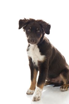 Australian Shepherd Dog Stock Photo