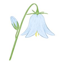 Vector Bell-flower. Stock Image Vector Bell-flower. Stock Image