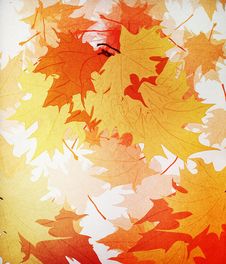 Autumn Mpaple Leaves Background Stock Photography Autumn Mpaple Leaves Background Stock Photography