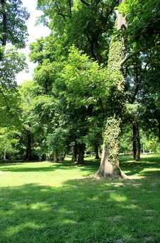 Sad Janka Kráľa. &x28;Oldest Bratislava Park&x29; Stock Image Sad Janka Kráľa. &x28;Oldest Bratislava Park&x29; Stock Image