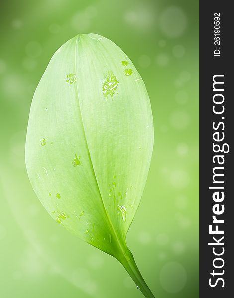 Background Of Fresh Green Leaf