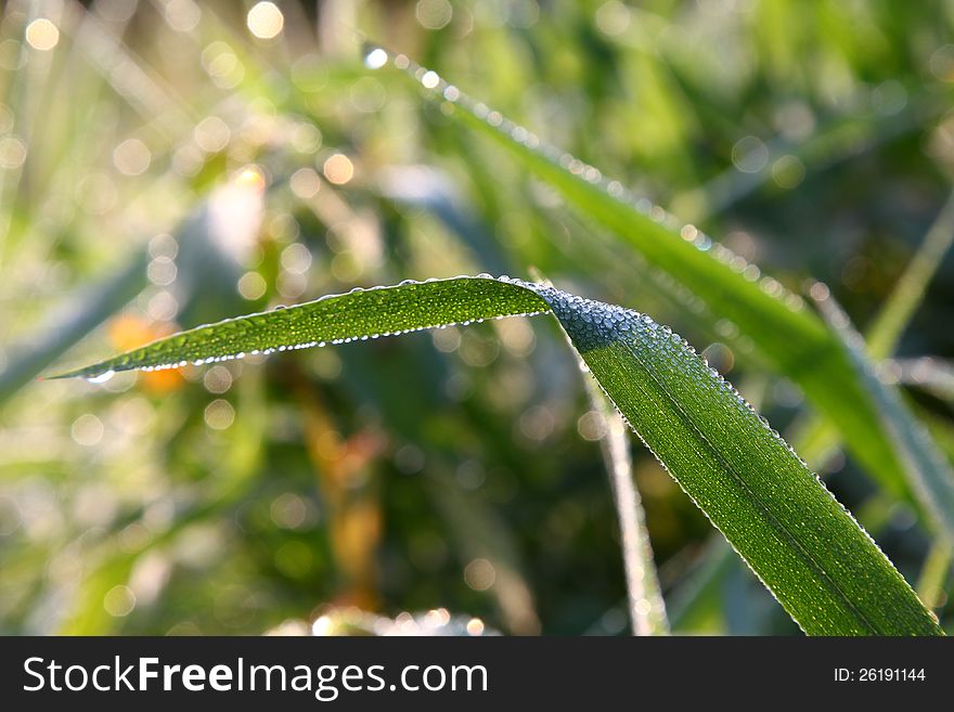 Dews on the grass in the morning. Dews on the grass in the morning.