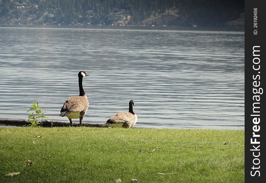 Two geese on a beach near the lake. One goose, is on alert. Two geese on a beach near the lake. One goose, is on alert.