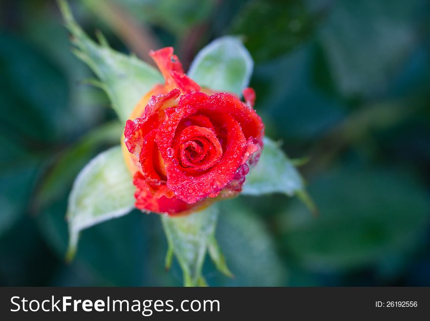 The Photo of garden flowers roses