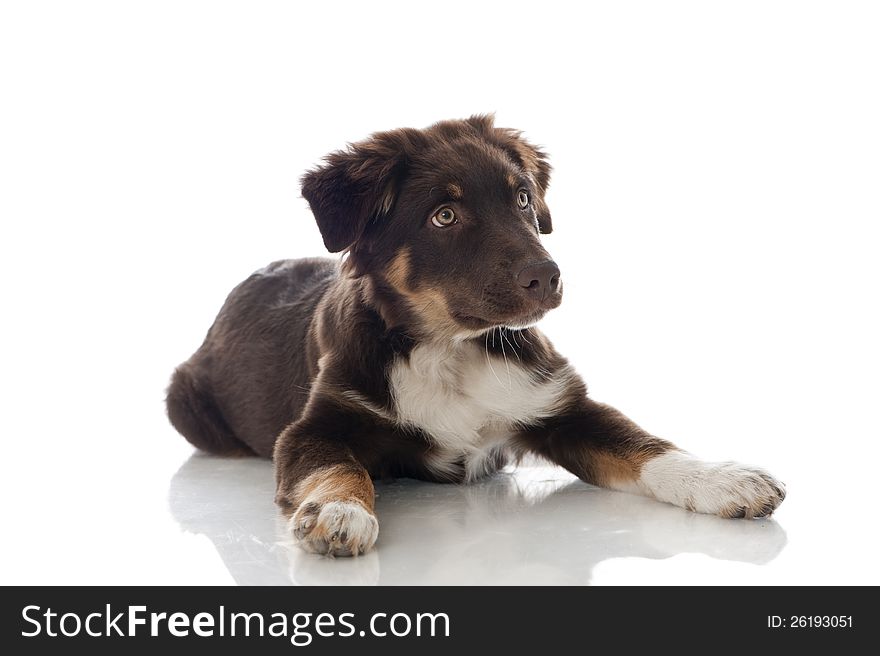 Australian Shepherd Dog on white