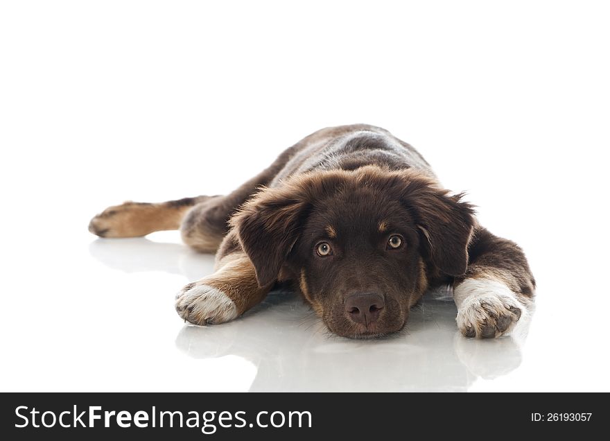 Australian Shepherd Dog on white