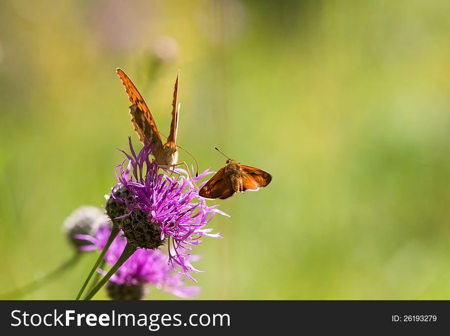 Flying skipper and a fritillary on a thistle