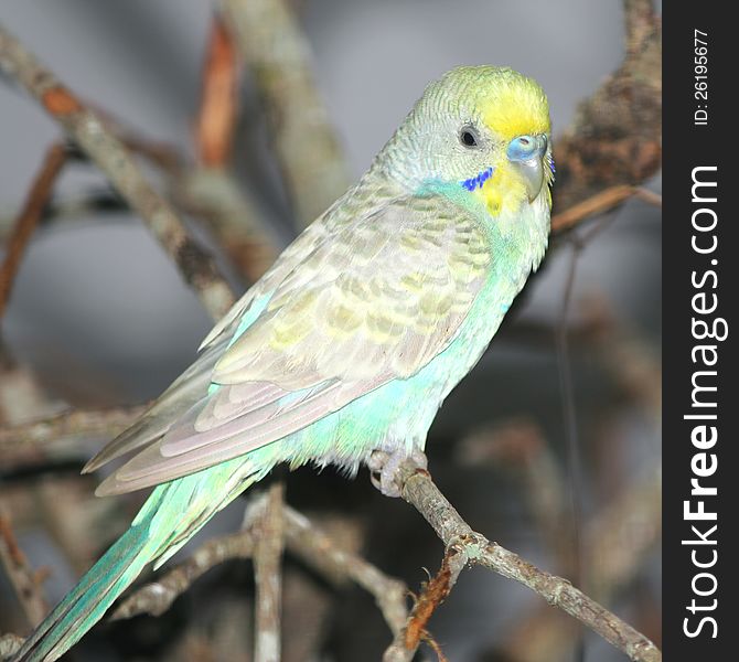 A budgerigar bird sitting on a tree branch