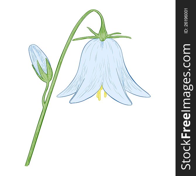 Vector blue bell-flower isolated on white background. Vector blue bell-flower isolated on white background.