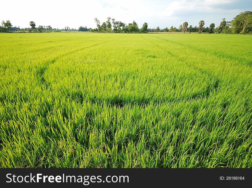 Paddy rice field with cloud background. Paddy rice field with cloud background