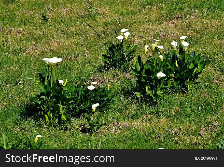 Meadow with beautiful wild white Arum Lily