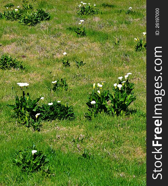 Meadow with beautiful wild white Arum Lily