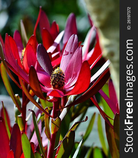 Protea blossom